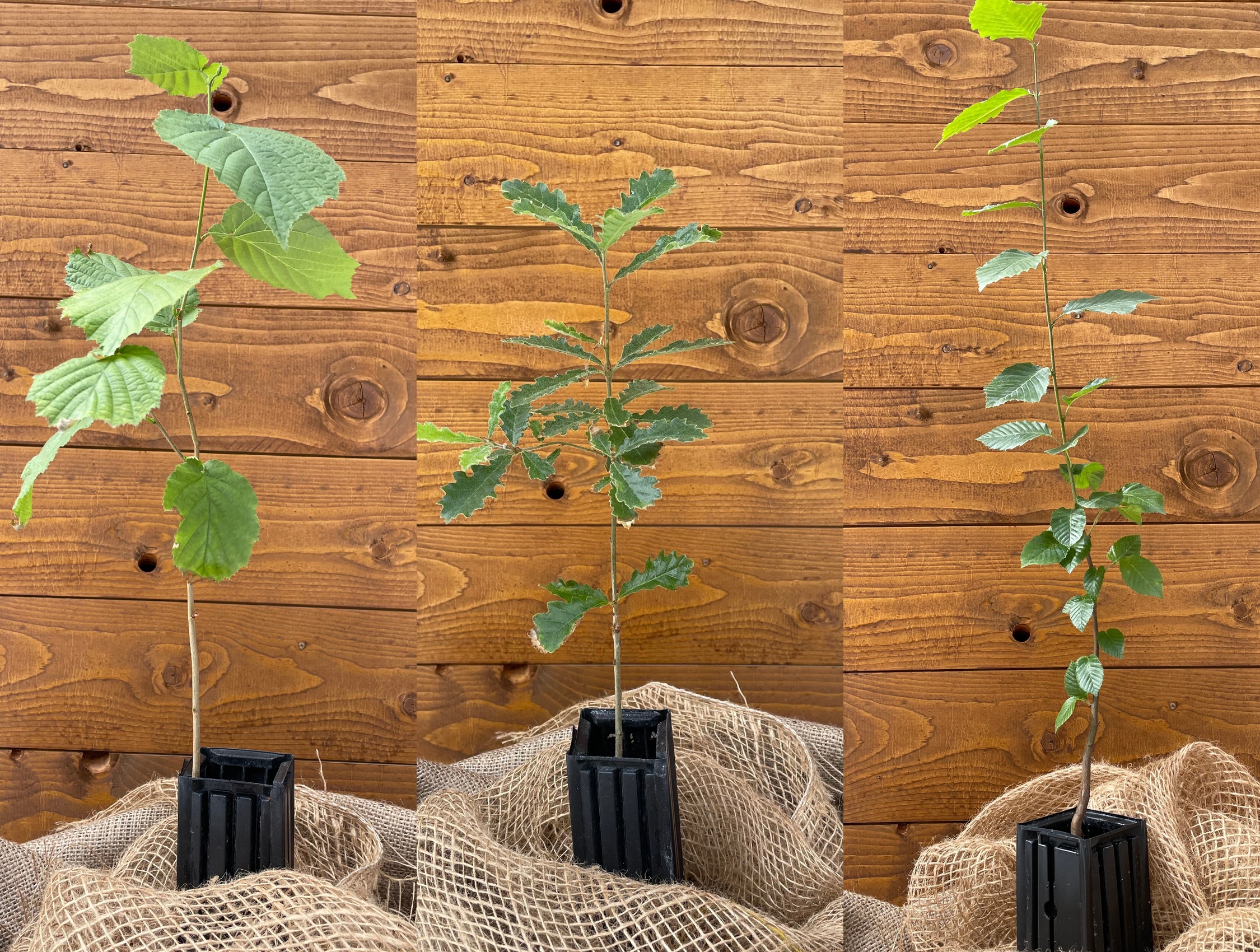 Trüffelbaum-3er Set  (Haselnuss, Flaumeiche, Hainbuche)