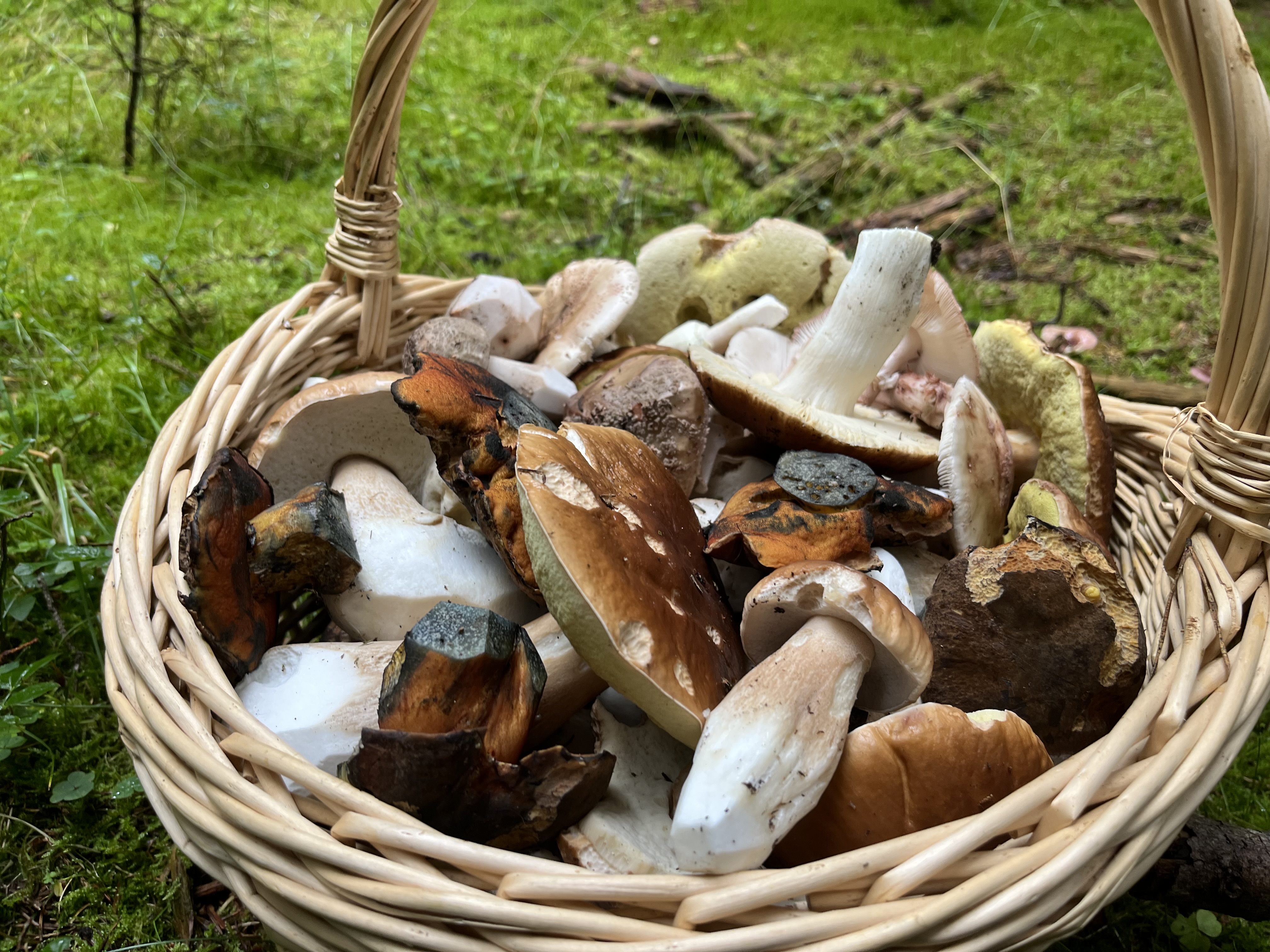 Pilzlehrwanderung 04.10.26 Ziegelrodaer Forst