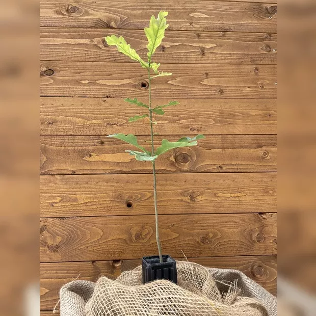 Trüffelbaum "Traubeneiche" (Burgundertrüffel)