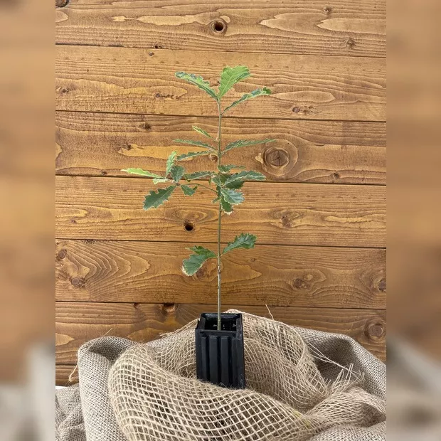 Trüffelbaum "Flaumeiche" (Burgundertrüffel)