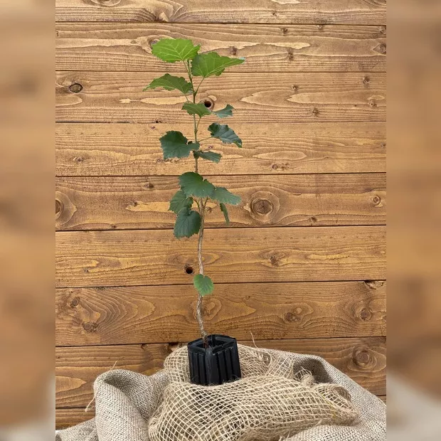 Trüffelbaum "Baumhasel" (Burgundertrüffel)