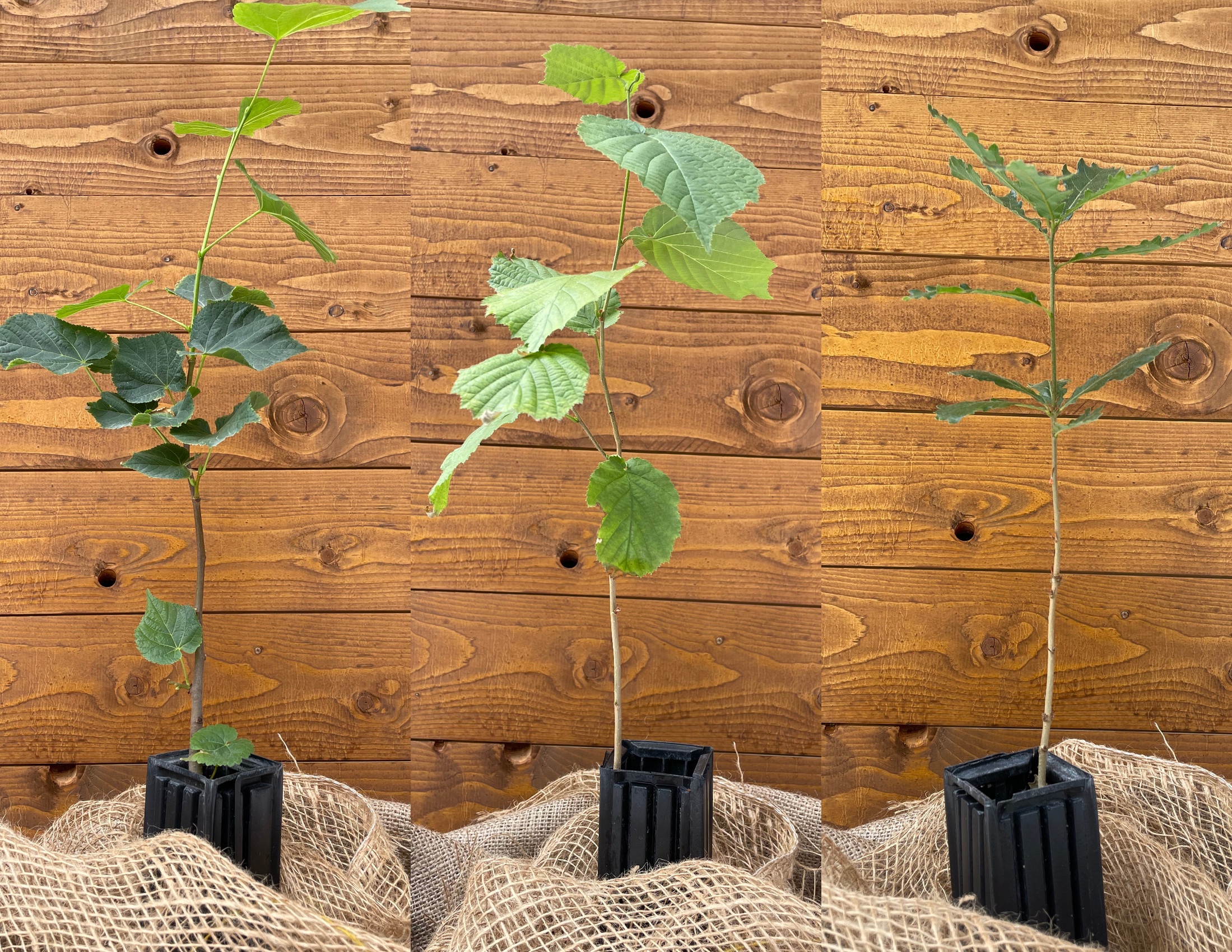 Trüffelbaum-3er Set  (Sommerlinde, Haselnuss, Flaumeiche)