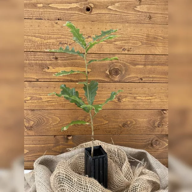 Trüffelbaum "Zerreiche" (Burgundertrüffel)