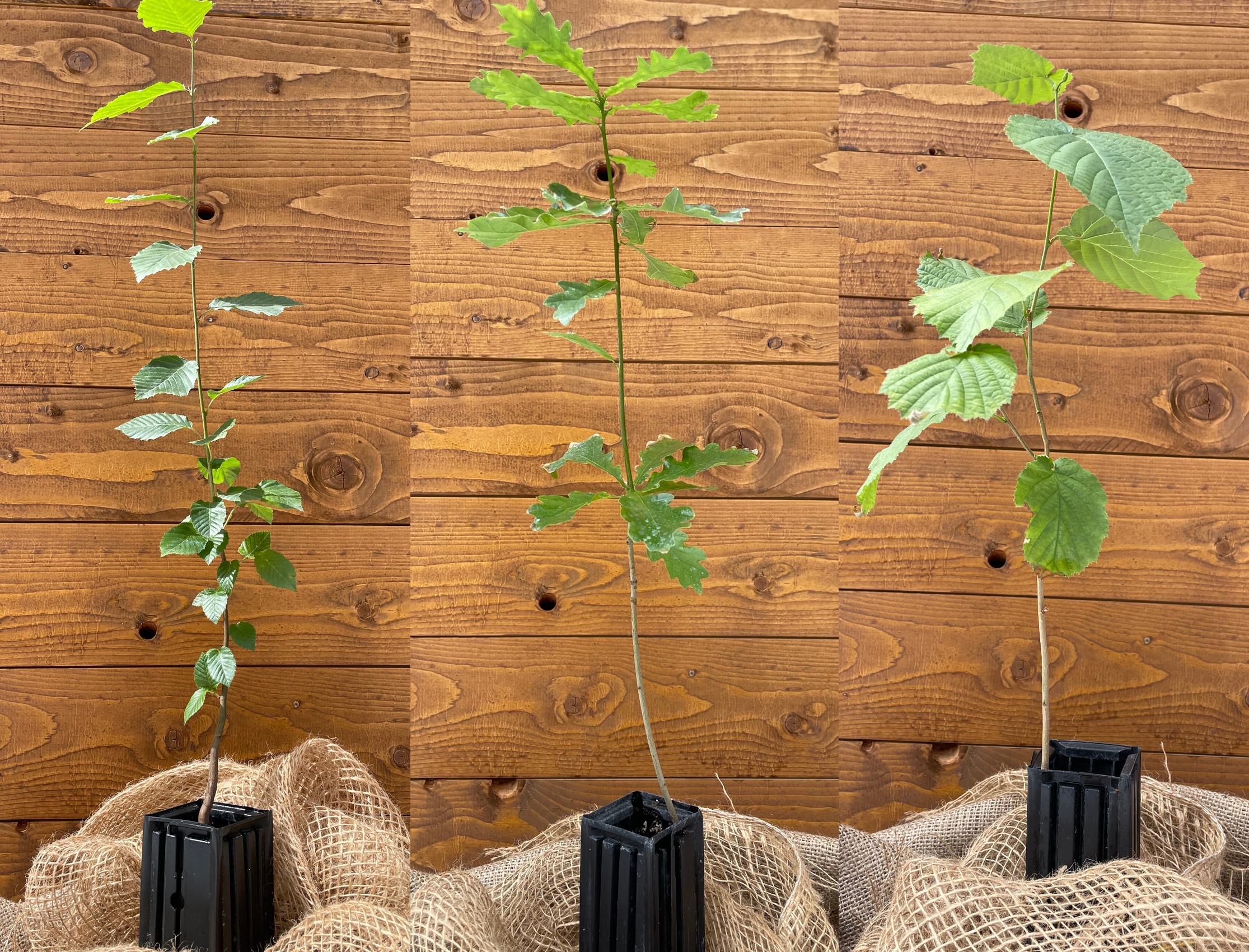 Trüffelbaum-3er Set  (Hainbuche, Stieleiche, Haselnuss)