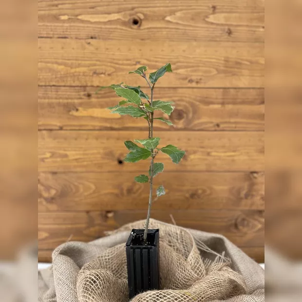 Trüffelbaum "Rotbuche" (Burgundertrüffel)