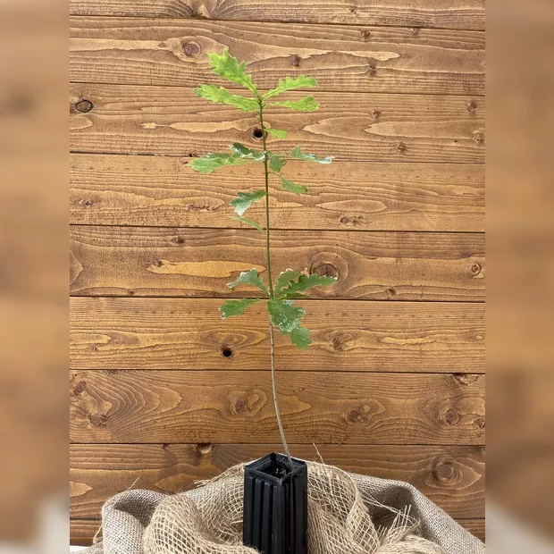 Trüffelbaum "Stieleiche" (Burgundertrüffel)