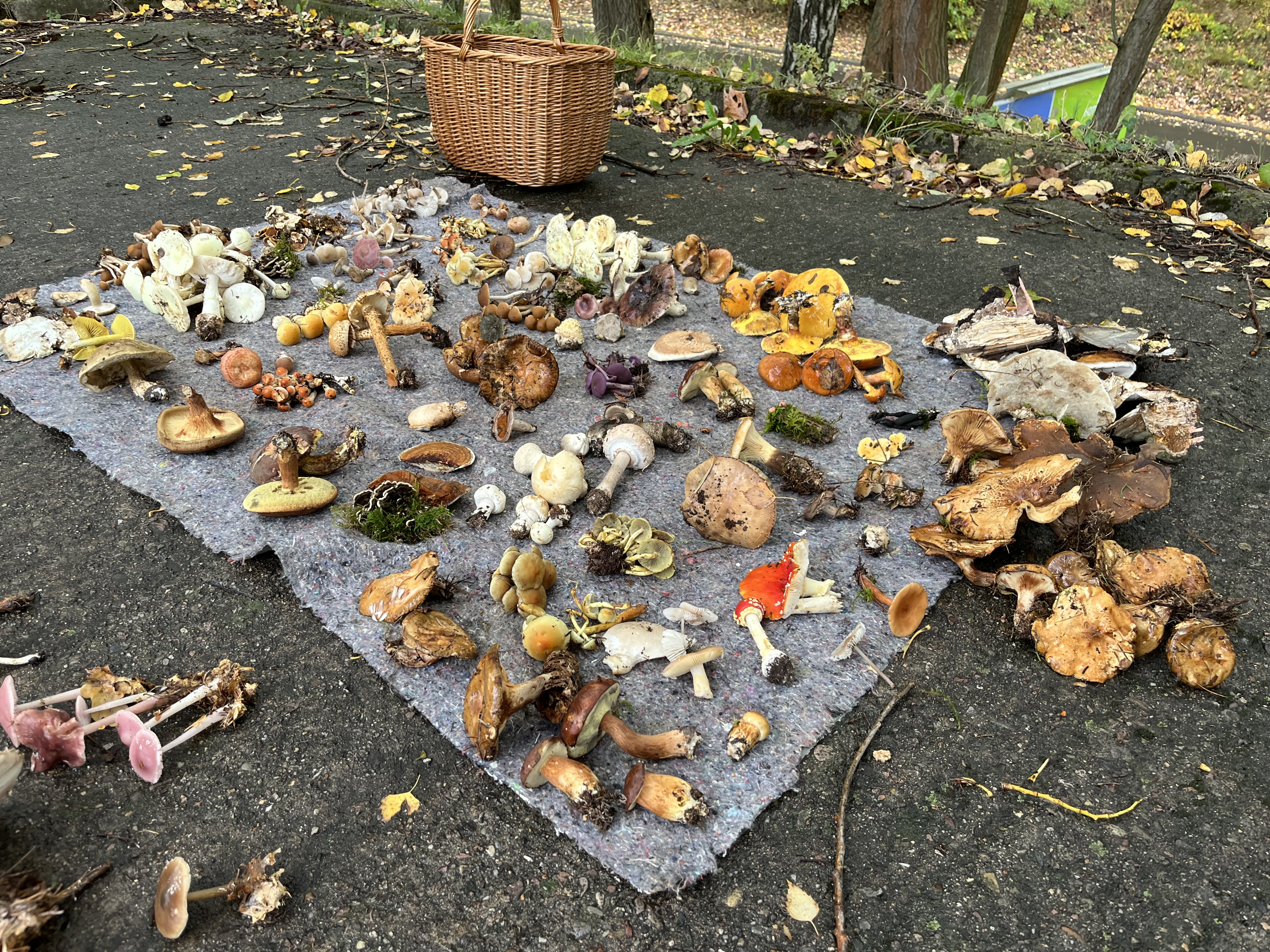 Pilzlehrwanderung 04.10.26 Ziegelrodaer Forst