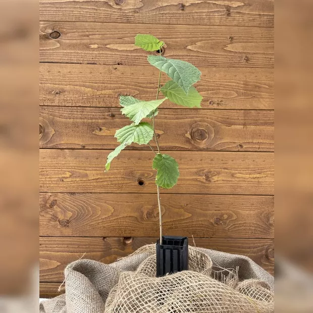 Trüffelbaum "Haselnuss" (Burgundertrüffel)